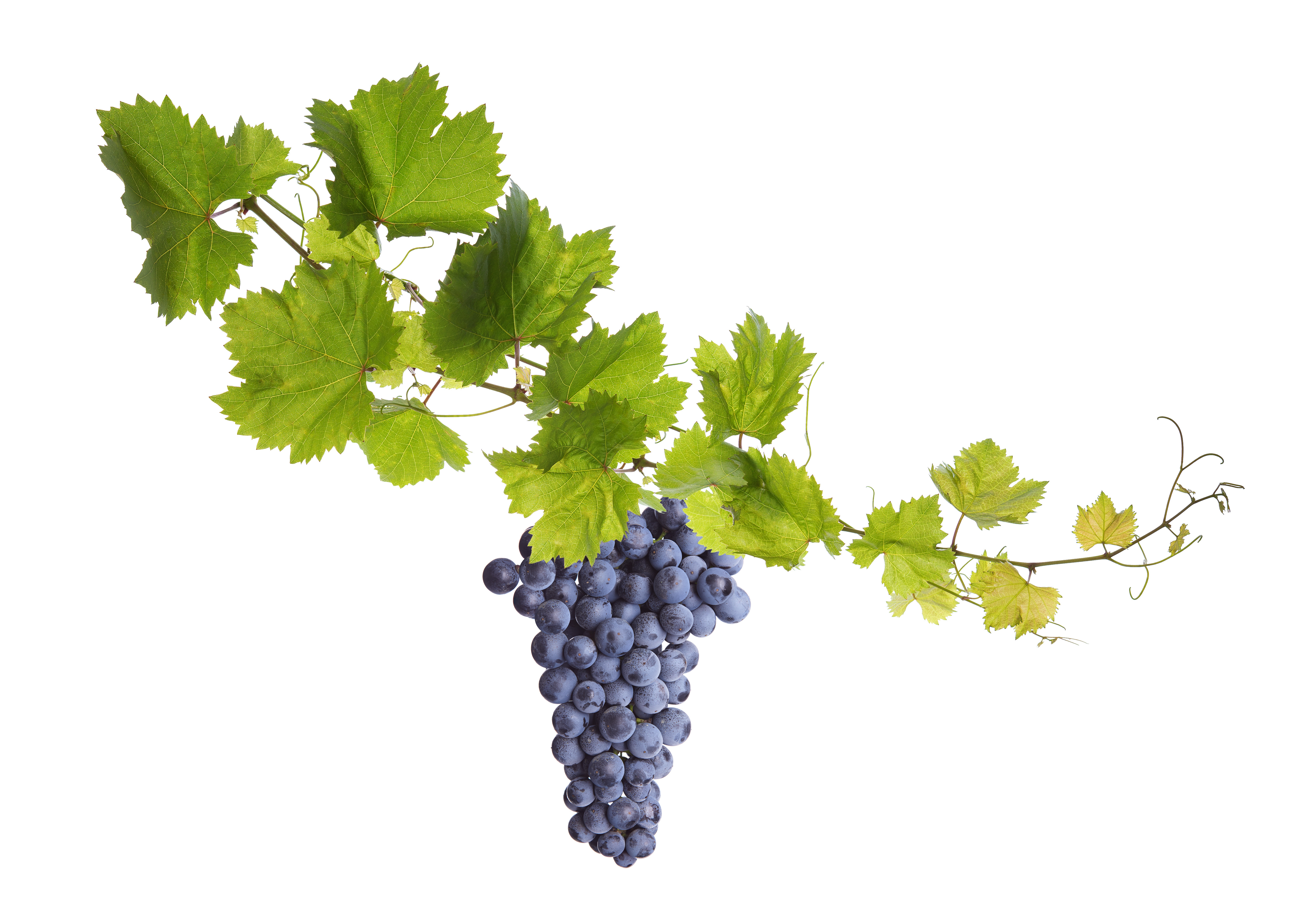 Collage of vine leaves and blue grape Bay Ridge Wine & Spirits